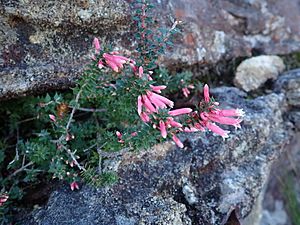 Epacris reclinata42404930864 34371ee2f2 o.jpg