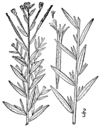 Epilobium strictum BB-1913.png