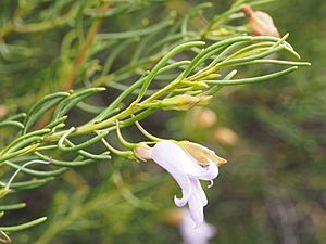 Eremophila rugosa (leaves and flowers).jpg