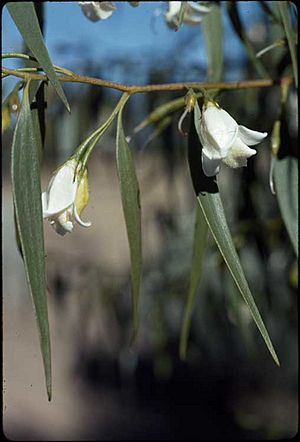 Eremophila santalina.jpg