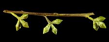 Eucalyptus alligatrix buds