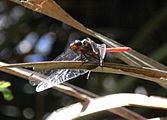 Fiery Skimmer Leaf2