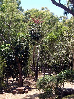 Flowering Umbrella Tree.JPG