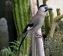 Garrulus glandarius IL Jerusalem