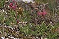 Geum triflorum 4881