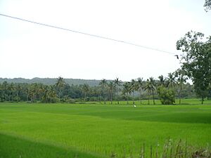 Goa Fields