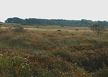 Goonhilly Downs - geograph.org.uk - 1003656.jpg