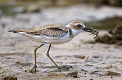 Greater Sand Plover.jpg