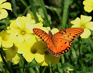 Gulf fritillary