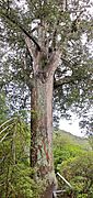 Hakarimata kauri tree