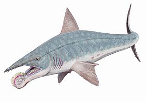 Helicoprion bessonovi1DB