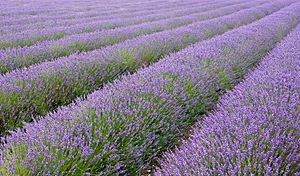 Hitchin lavender fields