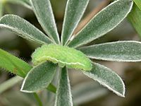 Icaricia icarioides missionensis larva2