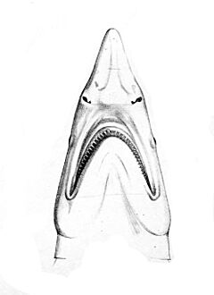 Isogomphodon oxyrhynchus rostre