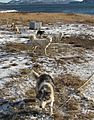 Labrador huskies