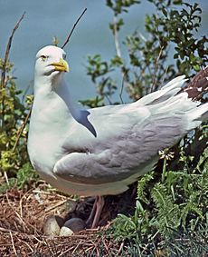 Larus smithsonianus-USFWS