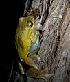 Litoria tyleri amplexus