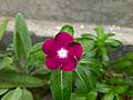 Madagascar periwinkle bdl8