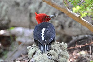 Magellanic Woodpecker Male (Campephilus magellanicus).jpg