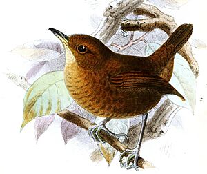 MicrocerculusKeulemans.jpg