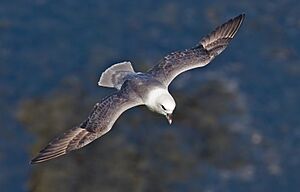 Northern-Fulmar2 cropped.jpg