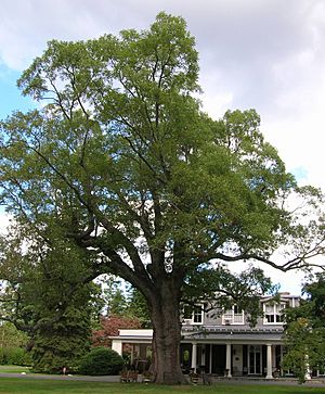 Old Oak Tree - Scarsdale Woman's Club - Scarsdale, NY - September 2012