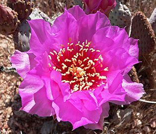 Opuntia basilaris 3