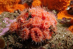 Orange cup coral