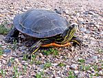 Painted Turtle (14541060047)