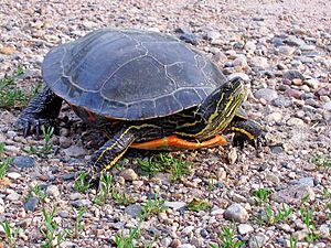 Painted Turtle (14541060047).jpg