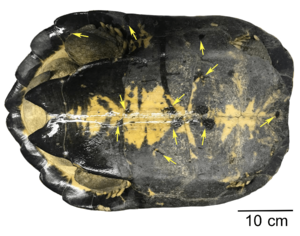 Parasite180056-fig5B Placobdelloides siamensis (Glossiphoniidae)