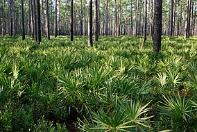 Pinus palustris forest, Osceola National Forest.jpg