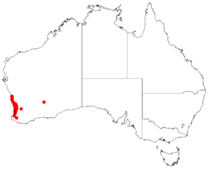 Podotheca chrysanthaDistMap2.png