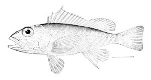 Pontinus longispinis