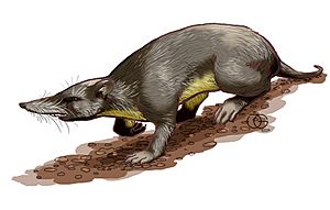 Puerto Rican shrew