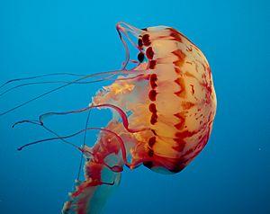 Purple-striped jelly (12118)