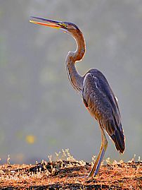 Purple heron (Ardea purpurea) by Shantanu Kuveskar