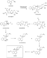 Quinine Biosynthesis