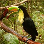 Ramphastos sulfuratus -Belize Zoo-6a-2c.jpg