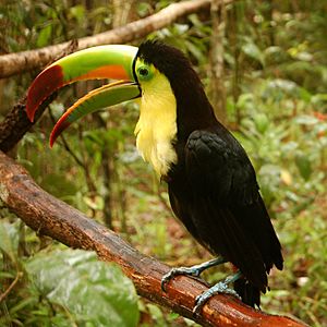 Ramphastos sulfuratus -Belize Zoo-6a-2c