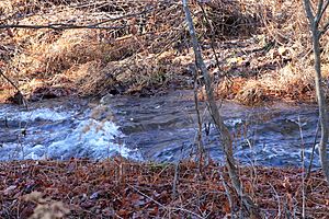 Rapids on Phillips Creek 2