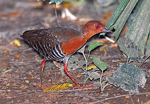 Red-Legged Crake