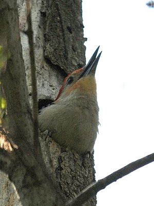 Red bellied woodpecker nest