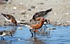 Red knot (Calidris canutus rufa) at Mispillion Harbor, Delaware, candidate (5039504566).jpg