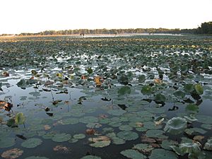 Reelfoot Lake Samburg