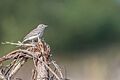 Sand-Lark