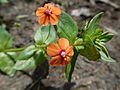 Scarlet Pimpernel on bare ground by GT hedge