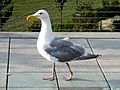 Seagull in Seattle