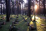 Cemetery and trees, a path in the right side of the picture