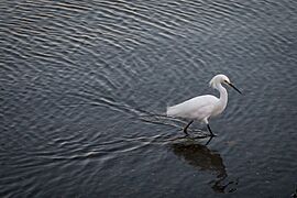 Snowy egret at Shoreline Lake in Mountain View California